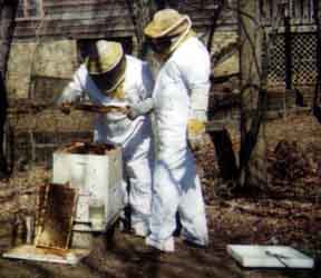 That's me on the left, along with a friend of mine, John Reynolds, who keeps bees too. I let him think he's teaching me